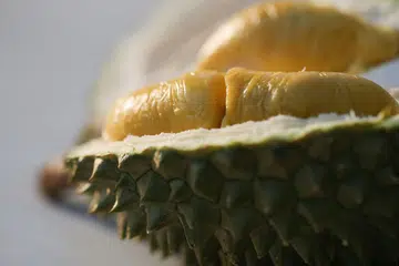 MUSIM DURIAN: Musim durian tahun ini dijangka bermula bulan Mei dan mencapai puncaknya pada bulan Jun.