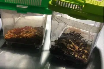 SELUDUP HAIWAN: Pada 10 Februari, pegawai ICA menemui dua akuarium plastik yang mengandungi cacing hidup dan serangga di tempat duduk belakang kereta yang berdaftar di Singapura. - FACEBOOK AVA