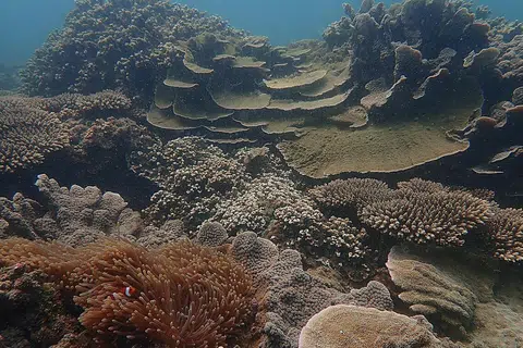Terumbu karang di Pulau Satumu, Singapura, pada 2019. Kira-kira satu bilion manusia bergantung secara langsung atau tidak langsung kepada terumbu karang, menerusi manfaat ekosistem yang disediakannya.