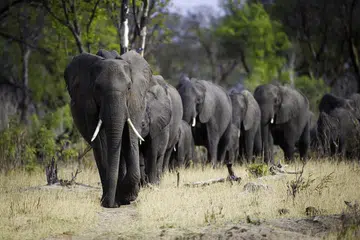 Foto: Wilderness Safari