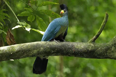 Turako biru besar ini burung yang paling pemalu dan suka bersembunyi.