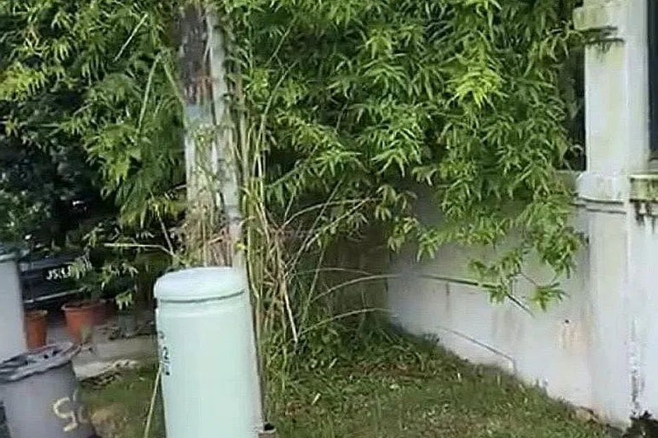 RESAH: Mantan wartawan Encik Saini Salleh berkata tanaman di rumahnya di Johor Bahru kini sudah menjadi 'hutan (gambar atas),' tidak terurus kerana tidak dikunjungi selama lebih enam bulan. Foto Encik Saini diambil sebelum pandemik Covid-19. - Foto ihsan SAINI SALLEH