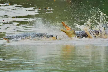 Pakar: Sekurang-kurangnya 20 buaya liar di S'pura, kebanyakannya di Sungei Buloh