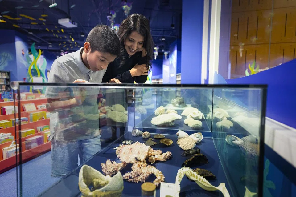 Kanak-kanak boleh melihat spesimen termasuk rahang jerung dan rangka karang di Perpustakaan Biodiversiti Kanak-Kanak oleh S.E.A. Aquarium.