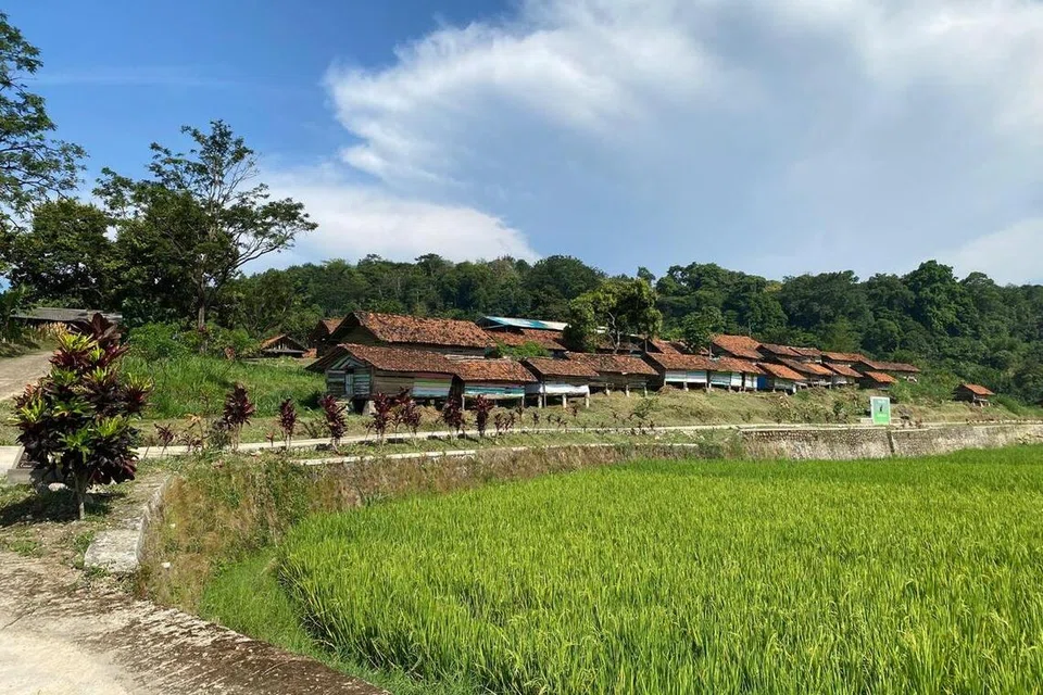 Kawasan berkelompok terdiri daripada 65 kandang kambing berbentuk panggung di atas tanah seluas dua hektar di Cibuntu, Kuningan, Jawa Barat, menempatkan sekitar 1,000 ekor kambing milik penduduk tempatan, dengan latar belakang sawah padi yang terbentang luas.