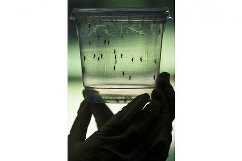 NYAMUK AEDES DALANG PENULARAN: Seorang pengkaji memerhatikan sebalang nyamuk Aedes di Sao Paulo, Brazil, baru-baru ini. - Foto AFP