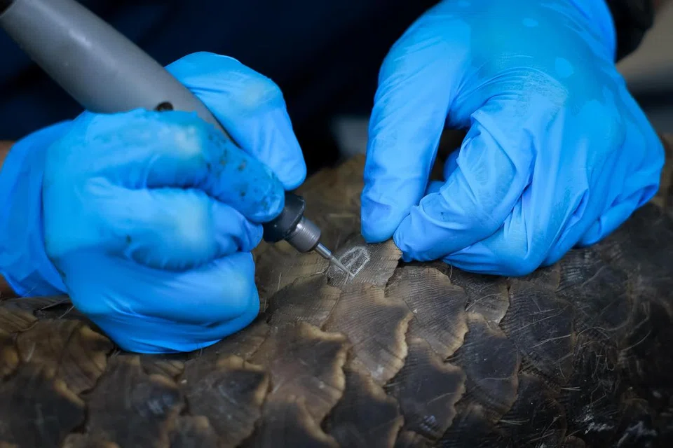 Nombor mikrocip akan diukir pada sisik Tenggiling Sunda jantan semasa pemeriksaan kesihatan penuh di Pusat Penyelidikan dan Penjagaan Kesihatan Hidupan Liar di Mandai.