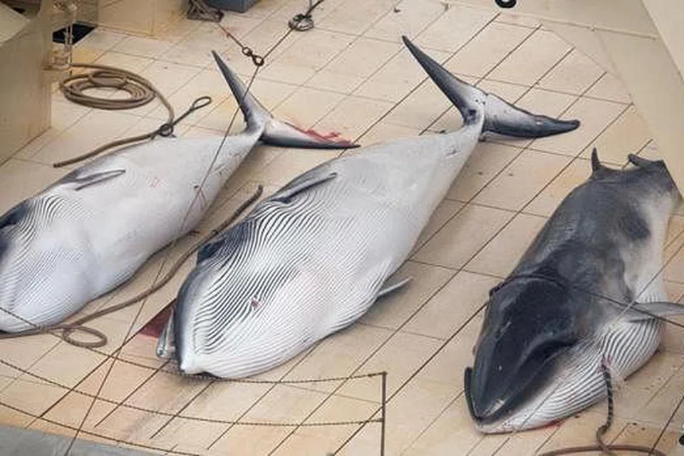 SUMBER PROTEIN: Umat Islam di Jepun boleh menikmati daging ikan paus halal selpas kapal induk penangkapan ikan paus Jepun mendapat sijil halal memotong ikan itu.