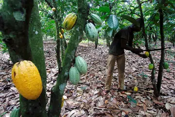 PERTINGKAT PENGELUARAN: Malaysia komited meningkatkan pengeluaran koko, antara lain, dengan menambah kawasan penanaman buah koko. 
