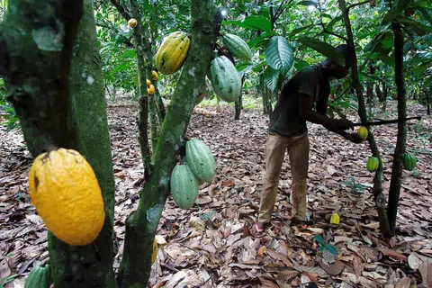 PERTINGKAT PENGELUARAN: Malaysia komited meningkatkan pengeluaran koko, antara lain, dengan menambah kawasan penanaman buah koko. 