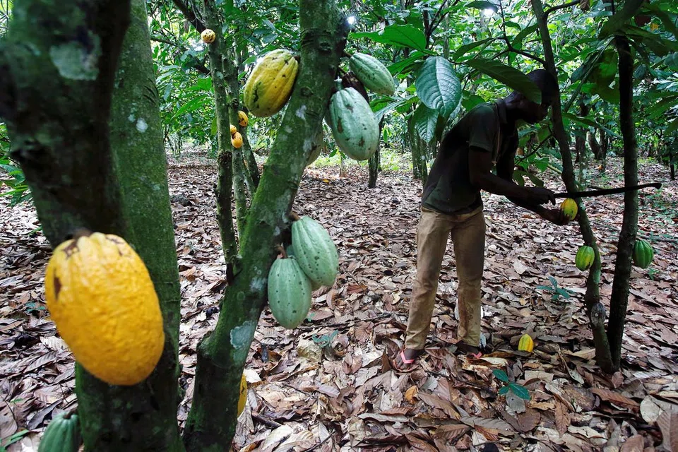 PERTINGKAT PENGELUARAN: Malaysia komited meningkatkan pengeluaran koko, antara lain, dengan menambah kawasan penanaman buah koko. 
