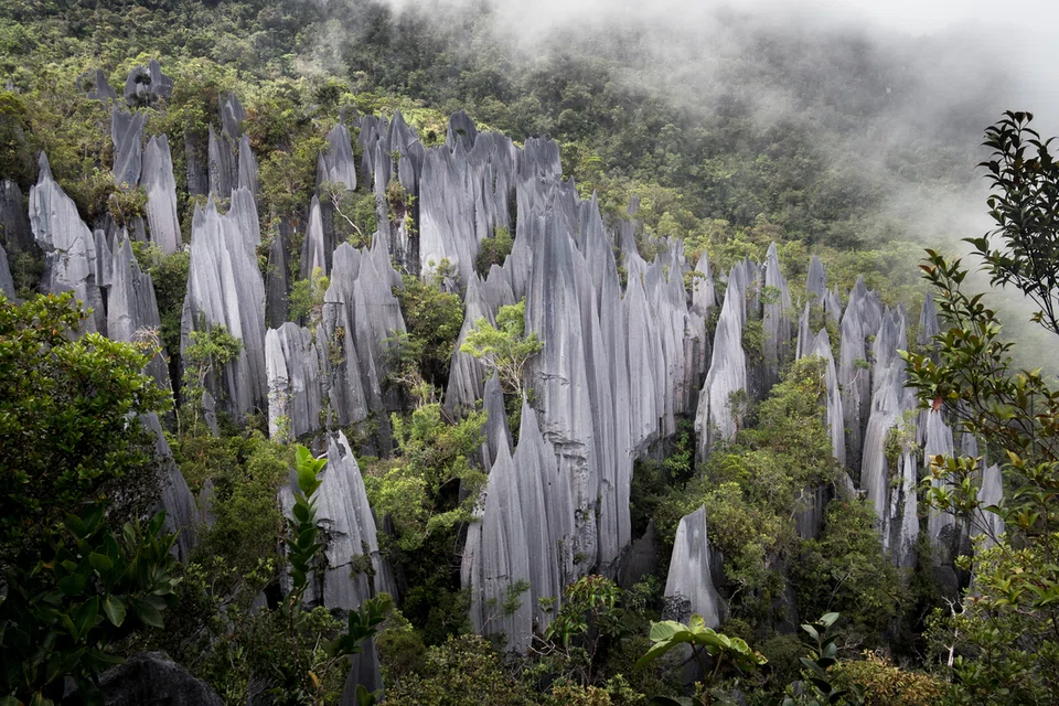 taman negara gunung mulu, pinnacles, sarawak 