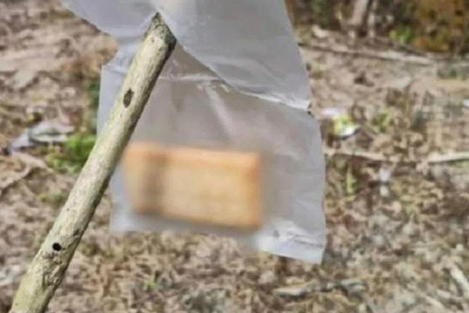 Biskut mengandungi racun tikus yang digantung di sebuah kebun pisang di Kemaman, Terengganu, menyebabkan seorang remaja nyaris maut selepas termakan biskut itu pada 12 Julai.