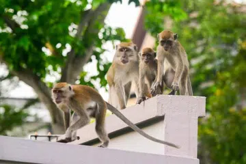 Sejak 2023, pihak berkuasa telah memperkenalkan pendekatan lebih berperikemanusiaan untuk menangani peningkatan jumlah monyet di kawasan perumahan baru di Punggol.