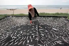 CUACA PANAS: Nelayan, Cik Noraini Mat Nor, mendapati cuaca panas membolehkannya menambah pendapatan dengan menjemur pelbagai jenis ikan untuk dijadikan ikan kering di pantai Kempadang, Kuantan.