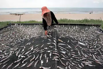 CUACA PANAS: Nelayan, Cik Noraini Mat Nor, mendapati cuaca panas membolehkannya menambah pendapatan dengan menjemur pelbagai jenis ikan untuk dijadikan ikan kering di pantai Kempadang, Kuantan.