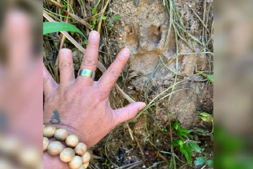 Seorang penduduk kampung menunjukkan tapak kaki harimau yang dipercayai menyerang seorang pekerja warga Myanmar berusia 34 tahun di Batu 18 Lebuhraya Timur-Barat Jeli-Gerik, Kelantan.