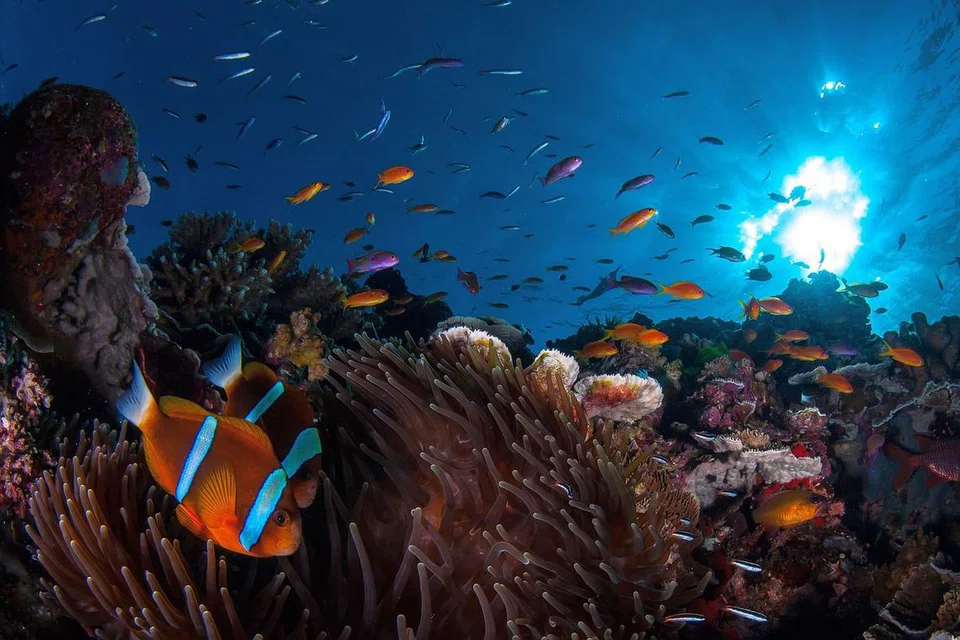 SERTAI PERADUAN FOTO: Anda pernah merakamkan foto sehebat gambar di atas? Sertai peraduan foto BH/BM dan menangi hadiah menarik. - Foto AFP