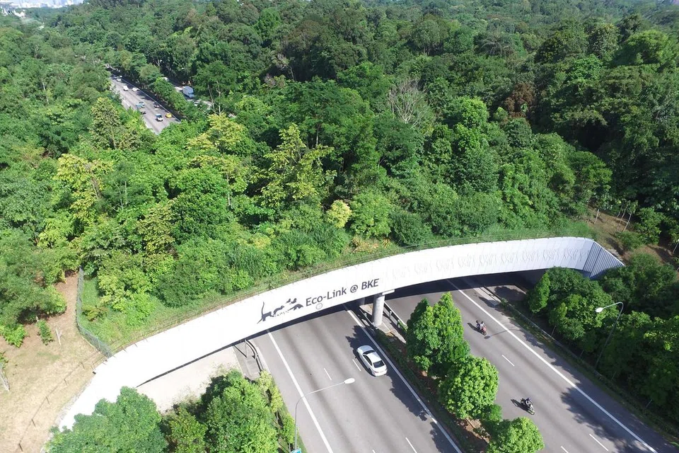 Eco-Link@BKE yang merentangi Ekspreswe Bukit Timah (BKE) menghubungkan Hutan Simpanan Bukit Timah dengan Hutan Simpanan Tadahan Air Bahagian Tengah. 