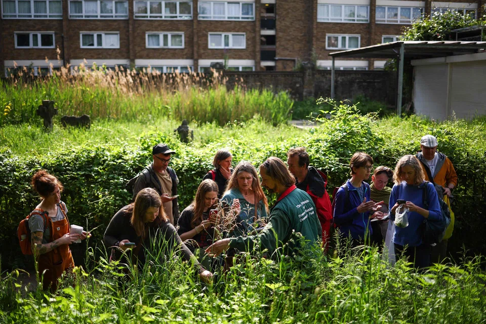 Tour guide and park ranger Kenneth Greenway (middle) showing people how to identify various edible plants at Tower Hamlets Cemetery Park; he says a cemetery is the perfect place for foraging.