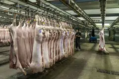 Beijing has been pushing top pig producers to cut capacity to tackle oversupply and bolster pork prices, an important component of the consumer price index in the Asian nation. 