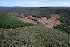 Aerial view of a forest where native vegetation has been cut down to give space for eucalyptus plantations, in the Setubinha region, Minas Gerais State, Brazil, on May 20, 2022.  One million species are threatened with extinction and tropical forests are disappearing, while intensive agriculture is depleting the soil. 