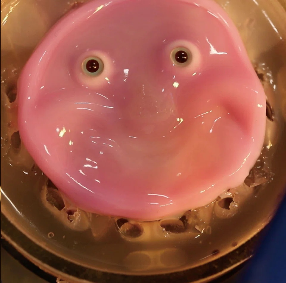 The effect is something between Hannibal Lecter’s terrifying mask and the Claymation figure Gumby.