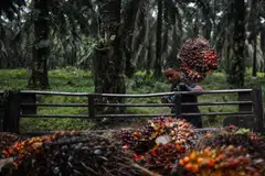 Fitch Solutions unit BMI notes that the year-to-date average for crude palm oil prices stands at RM3,805.20 per tonne, versus last year’s average of RM4,910. 