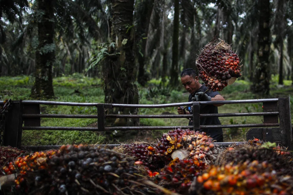 Fitch Solutions unit BMI notes that the year-to-date average for crude palm oil prices stands at RM3,805.20 per tonne, versus last year’s average of RM4,910. 