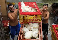 The Singapore Food Agency on Sunday (Oct 9) has confirmed it received official notification from Malaysia’s Department of Veterinary Services on the lifting of the chicken export ban which has been in place since Jun 1.