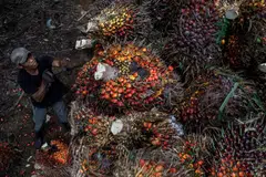 FGV says the lifting of the ban reflects the significant progress it has made in upholding labour standards, addressing gaps, and implementing sustainable reforms across its operations and supply chain.