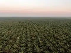 The country has lost millions of hectares of forest in recent years, much of it because of palm oil and mining expansion. 