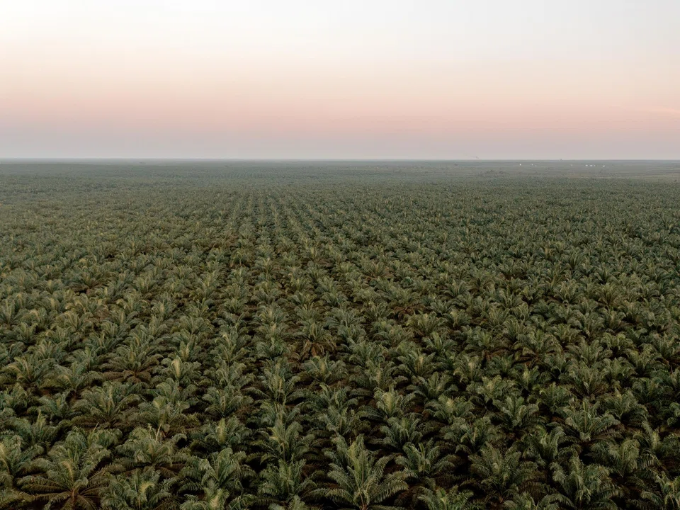 The country has lost millions of hectares of forest in recent years, much of it because of palm oil and mining expansion. 