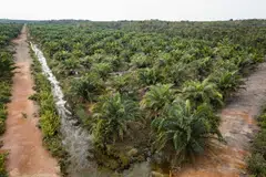 Shipments of palm oil from Indonesia, the world’s biggest producer, surged 15.1 per cent  in June.