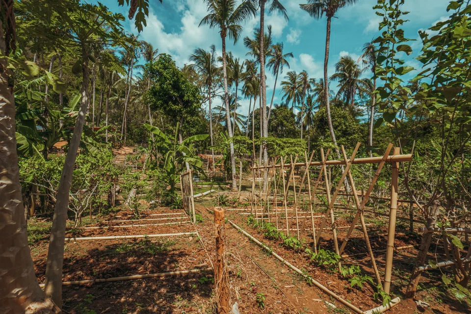 Guests at Conrad Koh Samui learn about harvesting and composting at the hotel’s organic farm.