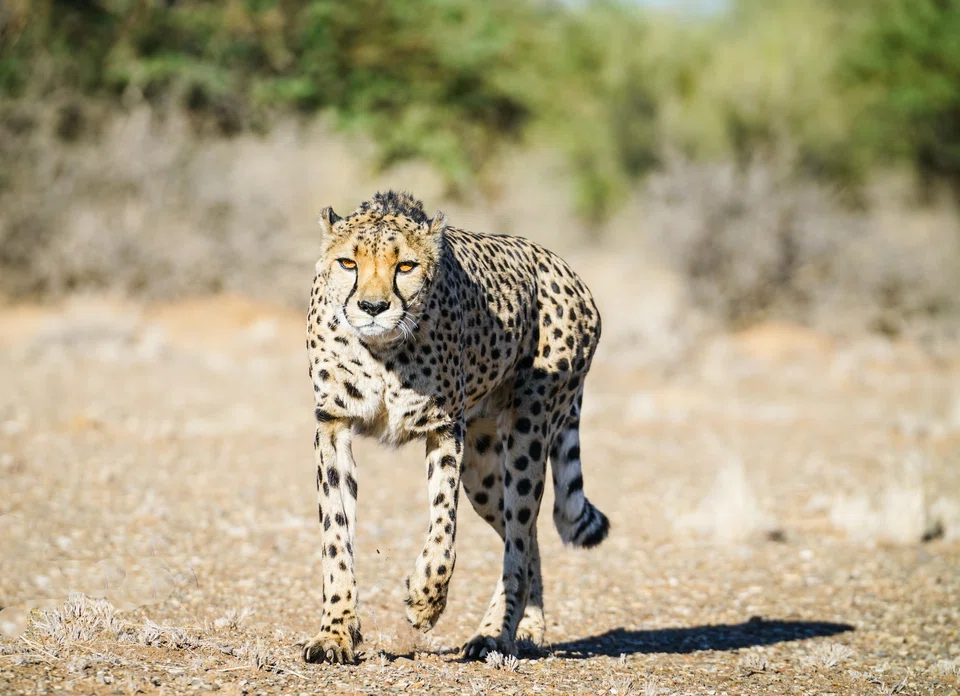 Go off the beaten track to experience wildlife conservation in Namibia.