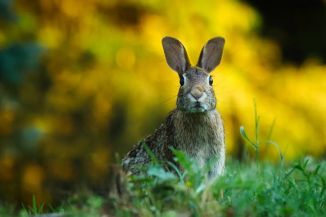 Rabbits' ability to rotate their ears by 270 degrees and their 360-degree vision can be likened to how ESG can help portfolios mitigate risks and sniff out opportunities.