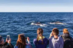 The danger to whales comes more from the sheer volume of shipping now using the world’s oceans, and the speed and size of ships., rather than people trying to watch them.