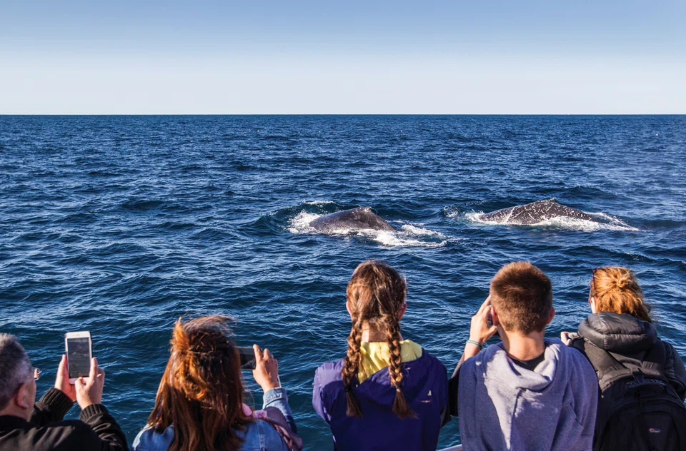 The danger to whales comes more from the sheer volume of shipping now using the world’s oceans, and the speed and size of ships., rather than people trying to watch them.
