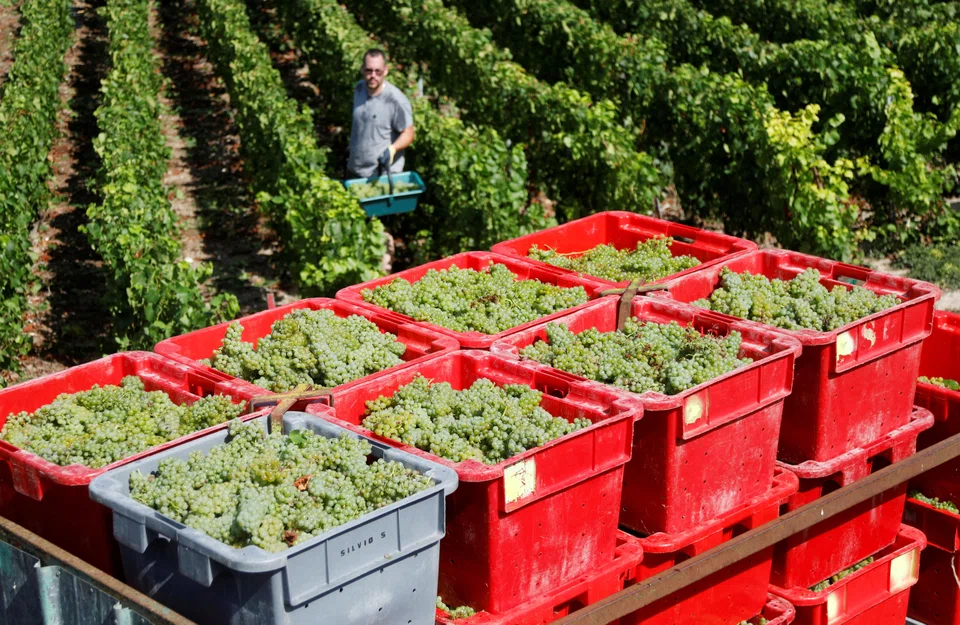 Champagne shipments in the first half of 2024 reached 106.7 million bottles, down 15.2 per cent from a particularly high level recorded over the same period of 2023 and closer to the level in 2019.
