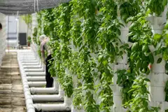 Metro Farm’s system allows it to offer its produce at prices comparable to those of imported vegetables, but with better quality.