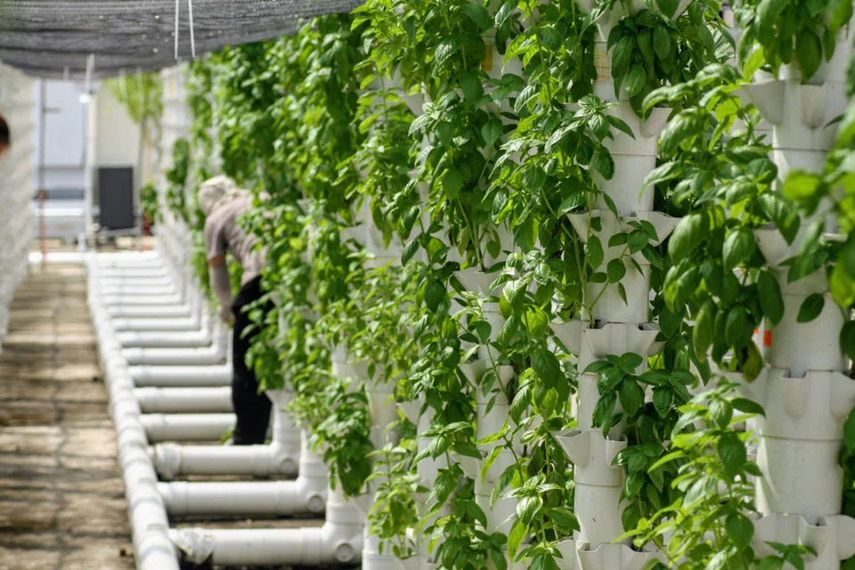 Metro Farm’s system allows it to offer its produce at prices comparable to those of imported vegetables, but with better quality.