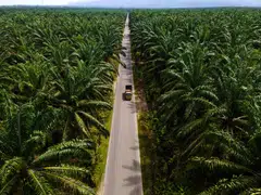 The recent price strength of crude palm oil has been underpinned by policy developments, such as the US biofuel blending targets.
