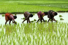 Traders and officials expect Asian rice production in the first half of 2024 to drop, as dry planting conditions and shrinking reservoirs are likely to cut yields.