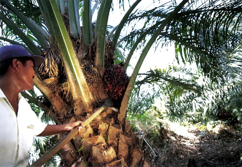 A court had last month acquitted the three companies - Wilmar Group, Musim Mas Group, and North Sumatra-based Permata Hijau Group - of charges of misconduct in obtaining export permits in 2022.