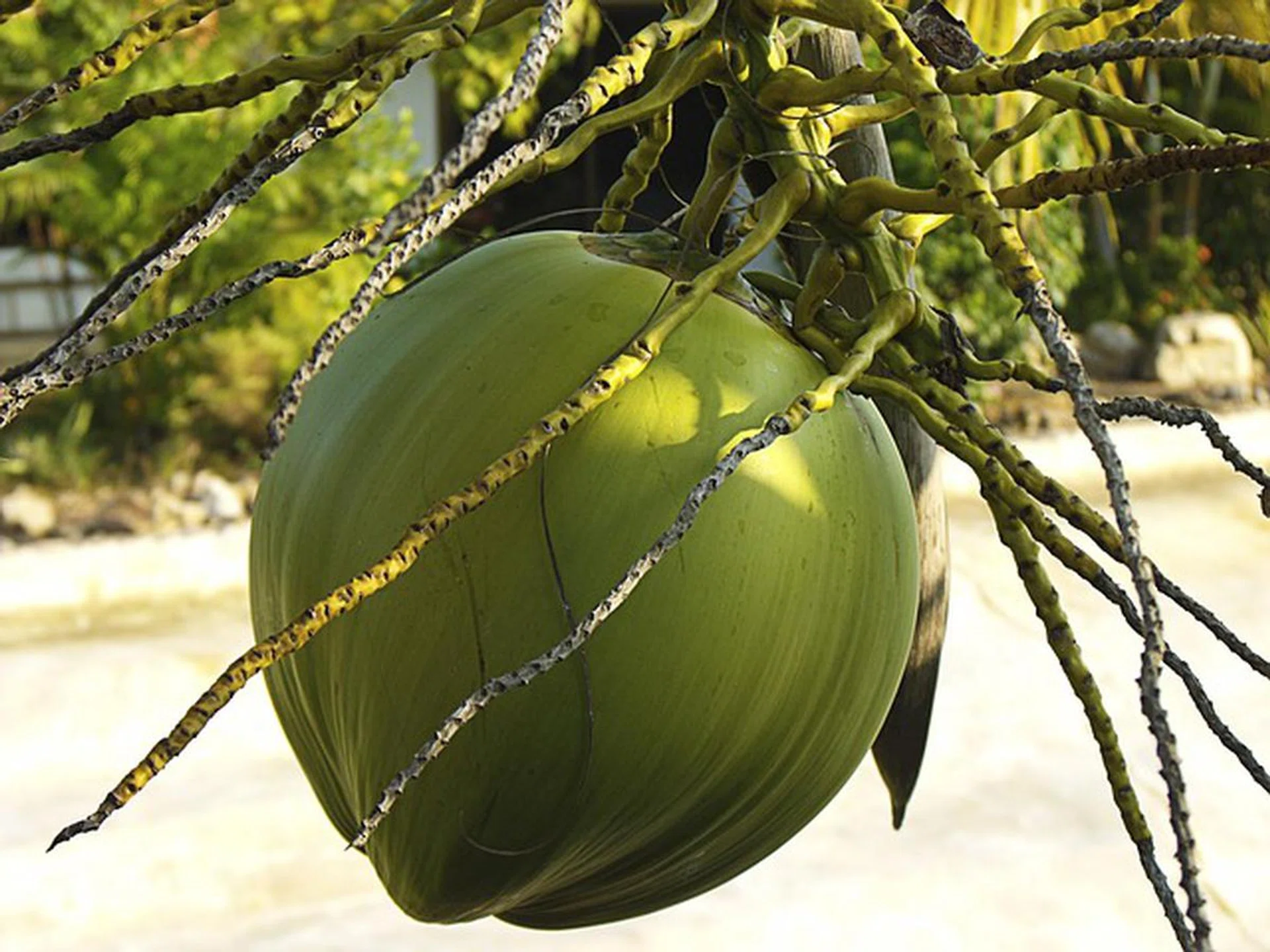 Thai coconut water maker IFBH's shares jump in Hong Kong debut - The ...