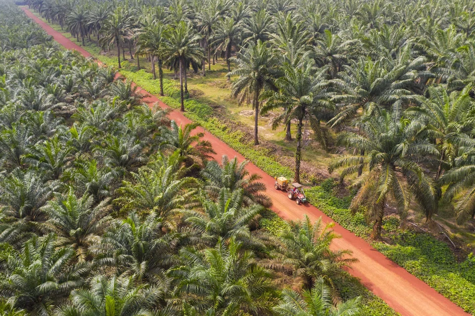 Malaysia is the world’s biggest palm oil producer after Indonesia.