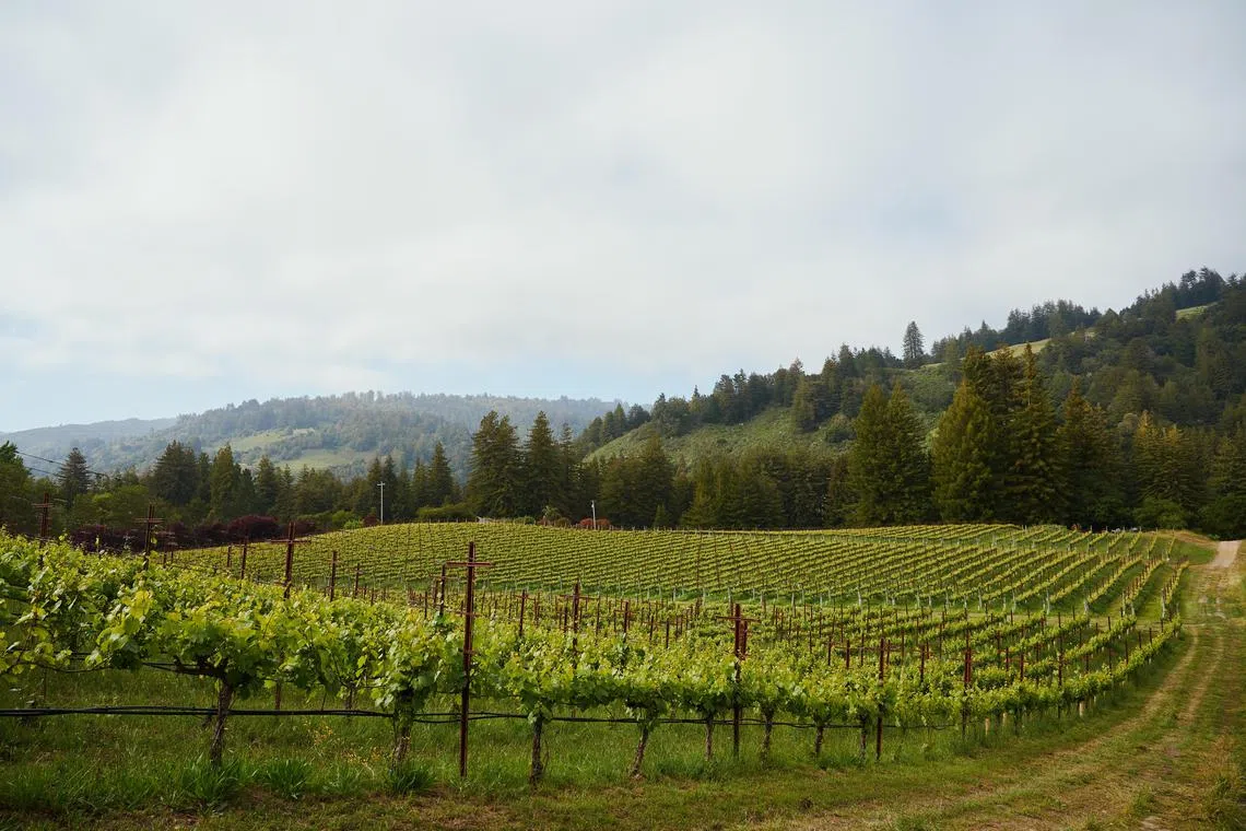 Windy Oaks is one of a growing patchwork of wineries an hour’s drive south from Silicon Valley that are making and serving prizewinning chardonnay, pinot noir and other estate vintages.