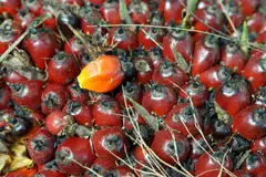 In 2022, Indonesia banned the export of crude palm oil and its derivative products, including cooking oil. Palm oil giant Wilmar was in March 2025 acquitted of charges of misconduct in obtaining export permits, but the case is now under review.