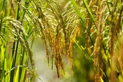 While the price of rice has cooled, the costs of other food staples are rising as extreme weather threatens harvests around the world. 